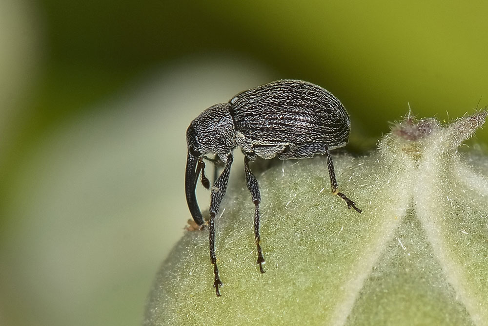 Anthonomus rubi - Curculionidae